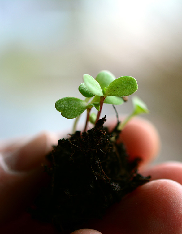 植物營養(yǎng)劑/植物生長調(diào)節(jié)劑/助劑